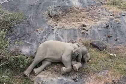 El emotivo reencuentro entre una mamá elefante y su cría