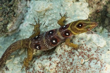 El gecko de la isla Unión cambia de color cuanto está expuesto a la luz (Foto: FFI/J HOLDEN)