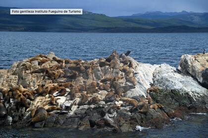 El hallazgo se realizó en siete de 21 lobos marinos de un pelo que se encontraron muertos en Río Grande, en la provincia de Tierra del Fuego