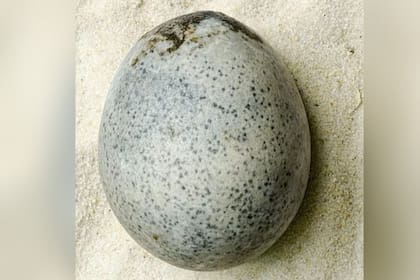El huevo hallado representó una sorpresa para los arqueólogos