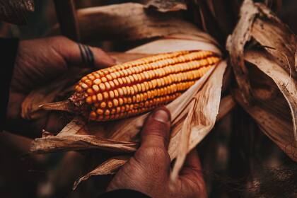 El maíz, en el foco de la tormenta entre Estados Unidos y México