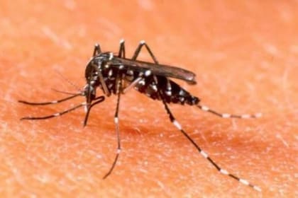 El mosquito Aedes agypti, el vector de la enfermedad
