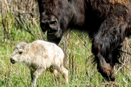 El nacimiento de una cría blanca de búfalo en Yellowstone revolucionó a las tribus aborígenes de la zona, que lo consideran el cumplimiento de una antigua profecía (Foto: Erin Braaten)