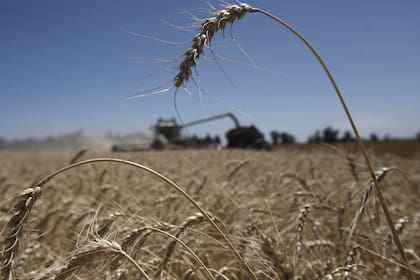 El trigo aprobado por Brasil es tolerante a sequía