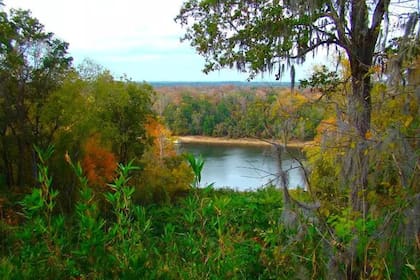 El parque estatal Torreya está ubicado al noroeste de Florida, cerca de la ciudad de Bristol