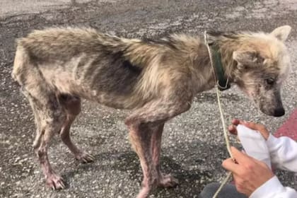 El perro no había sido bien alimentado por su dueño a lo largo de dos años. Fuente: Pet Angels Rescue