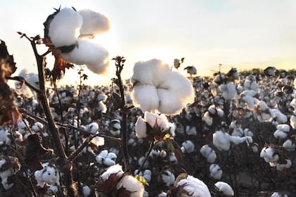 El sector algodonero venía pidiendo ser incluido dentro de la eliminación de las retenciones a las economías regionales