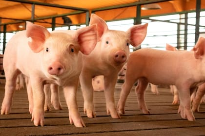 El sector porcino espera un despegue para un futuro mediato