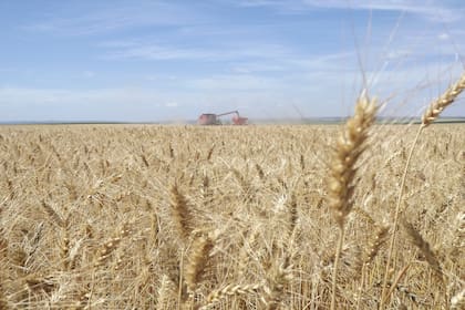El trigo es un cultivo que puede servir de puente financiero para los productores y el país