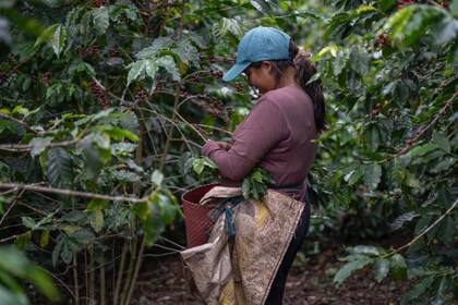 Emma Iribas, recolectora de café en la región de Ixhuatlán, en Veracruz (México)
