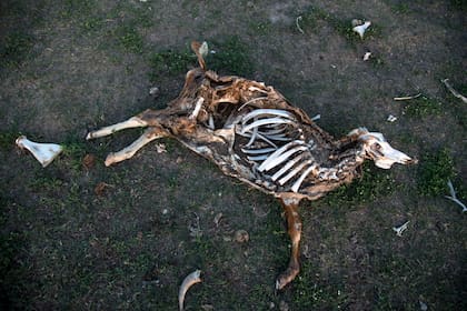 En el norte de Santa Fe ya murieron 3000 animales