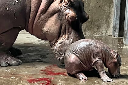 En esta imagen difundida por el Zoológico y Jardín Botánico de Cincinnati, una nueva cría, nacida el miércoles 3 de agosto de 2022, es acompañada por su madre Bibi, una hipopótamo de 23 años. (Zoológico y Jardín Botánico de Cincinnati vía AP)