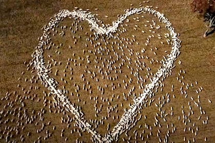 En esta imagen extraída de un video, ovejas colocadas para formar un corazón en un campo de Guyra, Nueva Gales del Sur, Australia, el jueves 5 de agosto de 2021