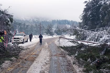 En Lago Puelo, por las intensas nevadas, hubo caída de árboles y de postes de tendido eléctrico