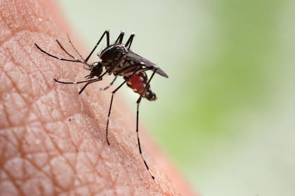 En lo que va de 2024, se recibieron más de 200 denuncias de personas infectadas con dengue en Florida
