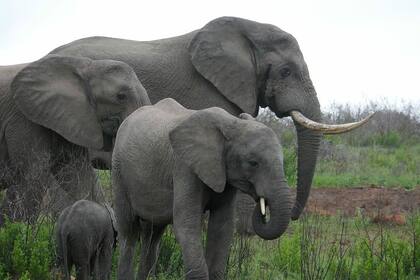 Entre las llamadas más habituales de los elefantes están las que emiten las madres buscando a sus crías y las usadas para reconocerse