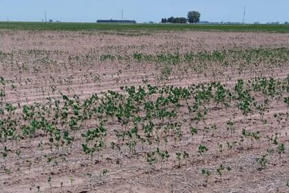 Factores como la sequía afectan la salud de los cultivos