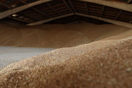 Granos de trigo ucranianos almacenados en Izmail, en la región de Odessa