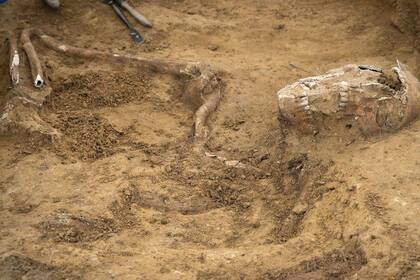 Hallan esqueletos de hombres y caballos sepultados en el campo de la histórica batalla de Waterloo.