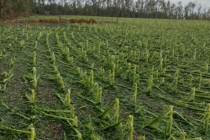 Hay lotes de maíz con 100% de pérdidas entre Villa Cañás y Teodelina