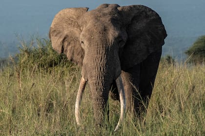 Imagen de carácter ilustrativo. Un elefante mató a un cazador furtivo en un parque nacional