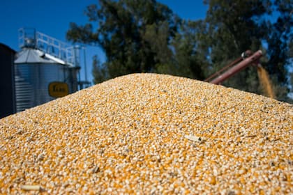 La Argentina obtuvo la aprobación de China para todos sus eventos biotecnológicos de maíz