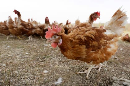 La Argentina volverá a enviar los productos avícolas a Chile tras el paso de la influenza aviar  (Foto AP/Charlie Neibergall, Archivo)