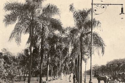 La avenida de las Palmas se llamaba así a instancias de las palmeras que mandó a plantar Domingo Fautsino Sarmiento; hoy, esa arteria de Buenos Aires lleva el nombre del prócer sanjuanino