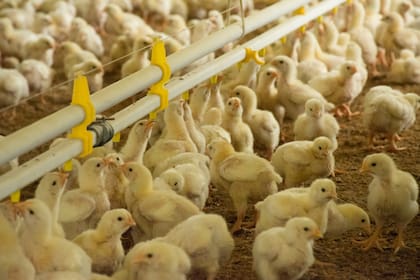 La avicultura genera unos 100.000 puestos de trabajo