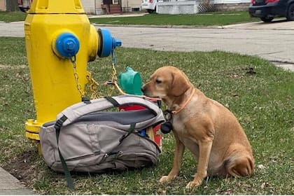 La desgarradora historia del perrito abandonado con una mochila llena de juguetes y una nota (Foto: Wisconsin Humane Society)