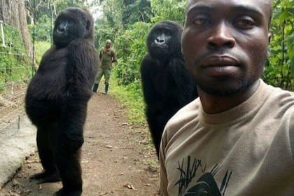 ¿La fiebre de los selfies llegó a los gorilas?