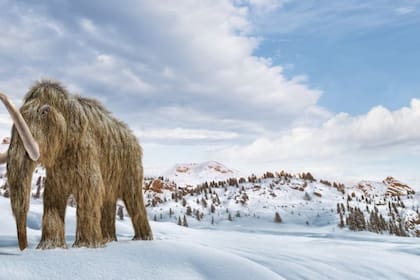 La firma Colossal busca regenerar genéticamente a millones de mamuts lanudos