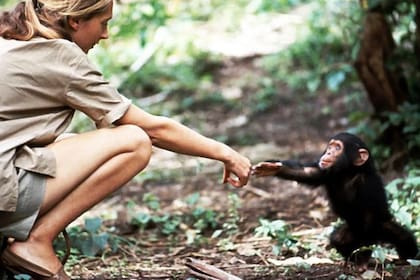 La foto de Jane Goodall con el bebé chimpancé Flint desafió las normas científicas y cambió nuestra visión del reino animal