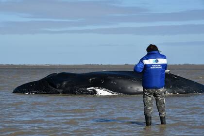 La Fundación Mundo Marino intentó rescatar a la ballena varada en San Clemente del Tuyú, pero tras seis días de esfuerzos el animal murió en la costa