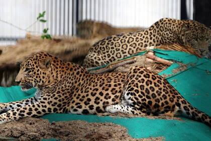 La mujer sufrió heridas de gravedad tras el ataque de un leopardo (foto de archivo).
