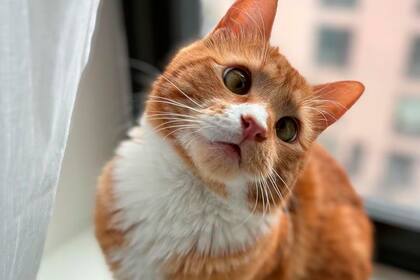 La nueva vida de Luciano en New York: el gatito viral que conquistó a todos por su particularidad física