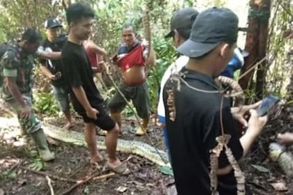 La policía investiga en la selva junto a la pitón muerta