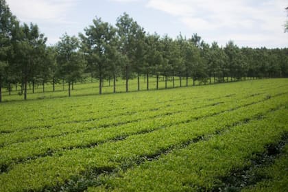 La producción de té es una de las actividades que se verían afectadas