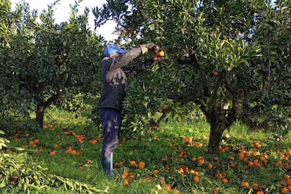 La quinta de Matias Velo, productor citrícola de Villa del Rosario; miles de kilos de mandarinas quedarán en el suelo