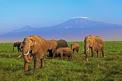 La trompa de los elefantes es flexible en toda su longitud