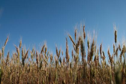 Las lluvias de los últimos días mejoran la condición del trigo en la zona núcleo