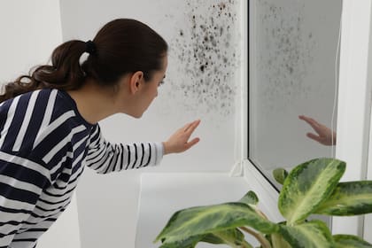 Las plantas que ayudan a eliminar el moho y la humedad de las casa