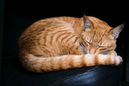 Los gatos en sueños pueden revelar aspectos ocultos de nuestras relaciones sociales y amorosas