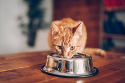 ¿Los gatos pueden comer ñoquis?