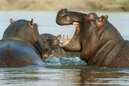Los hipopótamos defendieron su territorio contra el cocodrilo