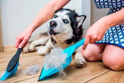 limpia alfombras quitar pelos de animales productos de limpieza