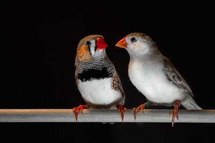Los pinzones cebra machos adultos (izquierda) aprenden sus canciones y las usan durante las interacciones de cortejo con las hembras (derecha)