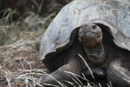 Los restos de los reptiles fueron encontrados en Isabela, la isla más grande del archipiélago de Galápagos