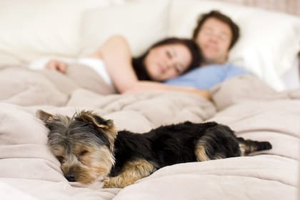 Mascotas: entre las razones por las que los perros rascan la cama se encuentra la particularidad de que tal como uno ajusta las almohadas y cobijas para estar más cómodo, los perros también rascan y mueven su cama para encontrar la posición ideal