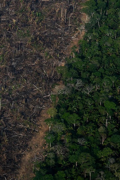 Hasta hace poco, la Amazonía venía absorbiendo gran parte de las emisiones de dióxido de carbono (CO2), casi 2000 millones de toneladas por año